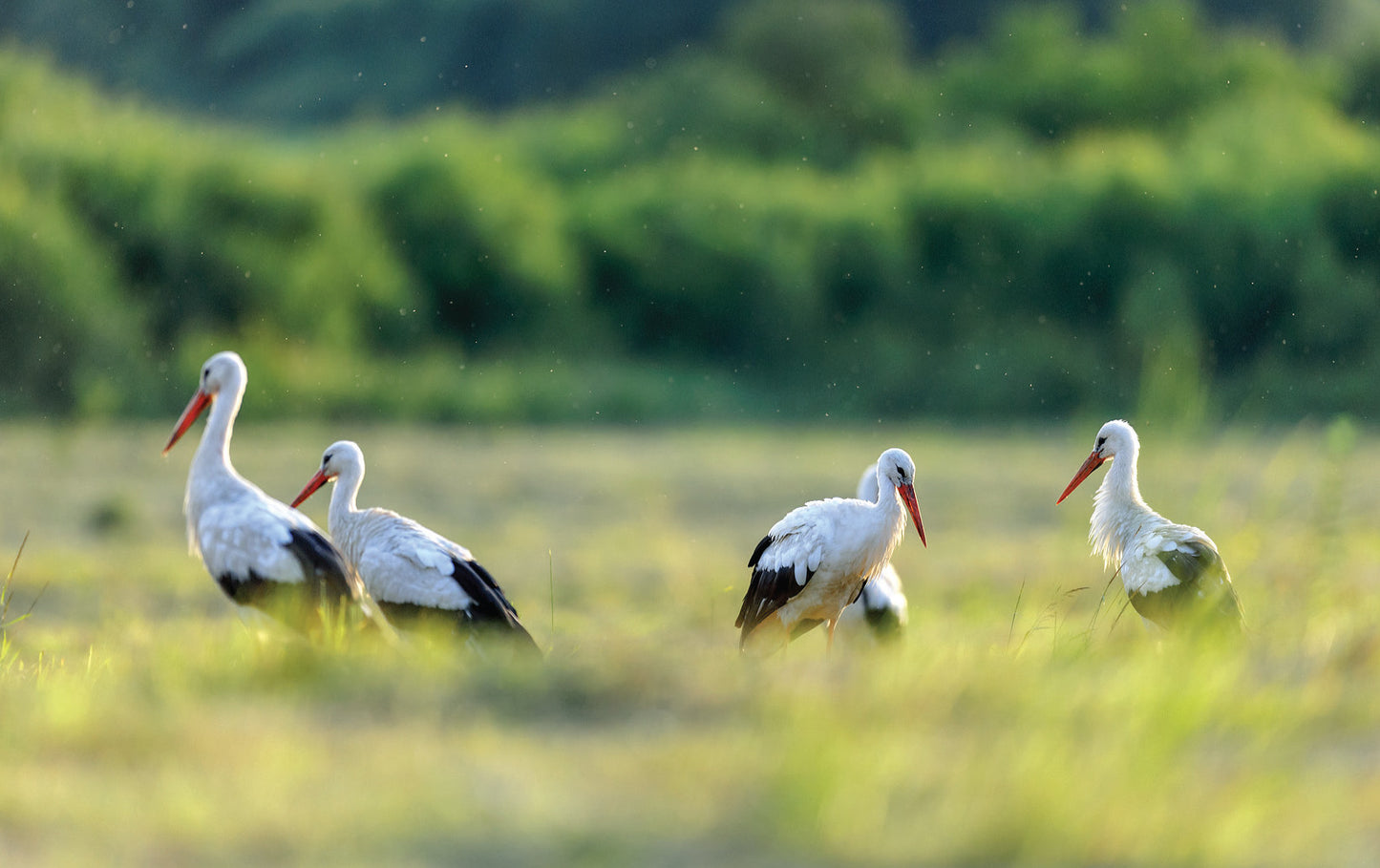 N 43 (pastkarte 10x15cm)